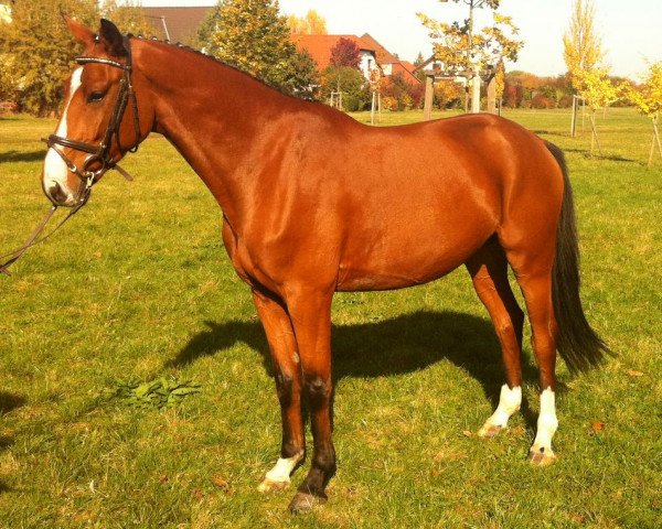 jumper Caramellow (German Sport Horse, 2008, from Colorit)