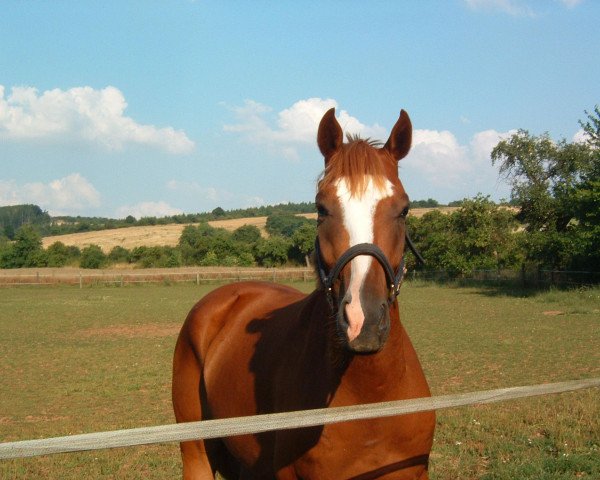dressage horse Dior MW (German Sport Horse, 2004, from Drakdream)