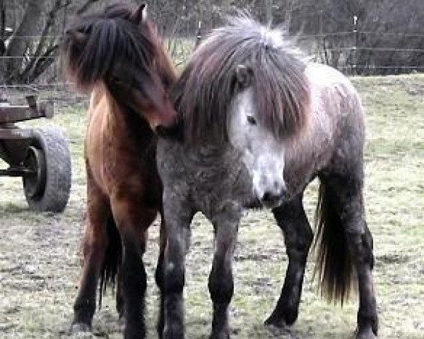 horse Ulfar du Langeren (Iceland Horse, 2008, from Geysir fra Sigtun) horse Ulfar du Langeren (Iceland Horse, 2008, from Geysir fra Sigtun)