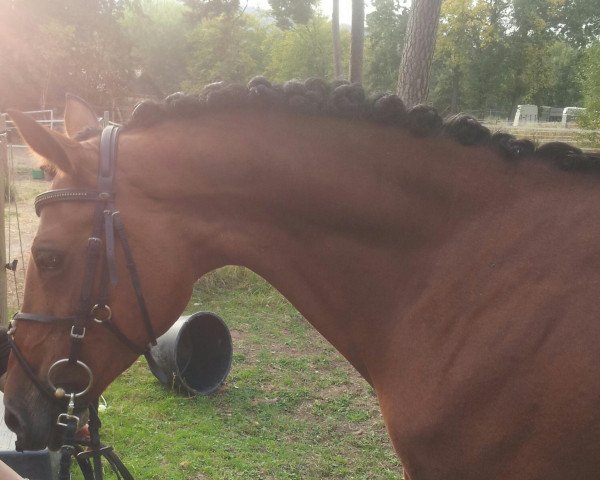 horse Cherry 157 (German Riding Pony, 2000, from Fs Chiwago)