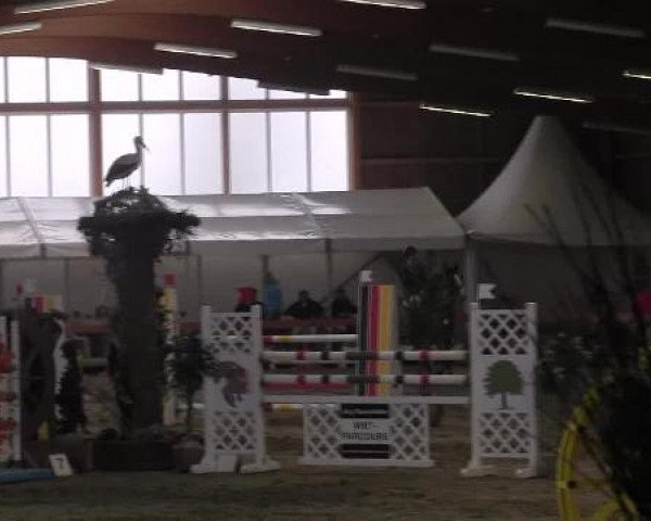 Warendorf-Freckenhorst 2013
Freitag, den 01.03.2013
03 Zwei-Phasen-Springprfg.Kl.M*

