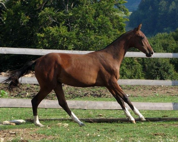 Zuchtstute Orista (Achal Tekkiner, 2008, von Satrap) - Horse Info Page - Alania Stud