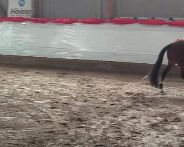 Freispringwettbewerb Lindlar-Süttenbach 03.03.2013 - Ponys