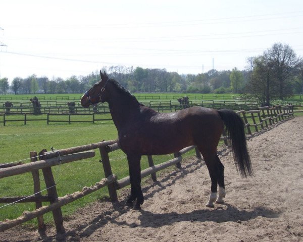 jumper Semper Fidelis 4 (Hanoverian, 2003, from San Brasil)