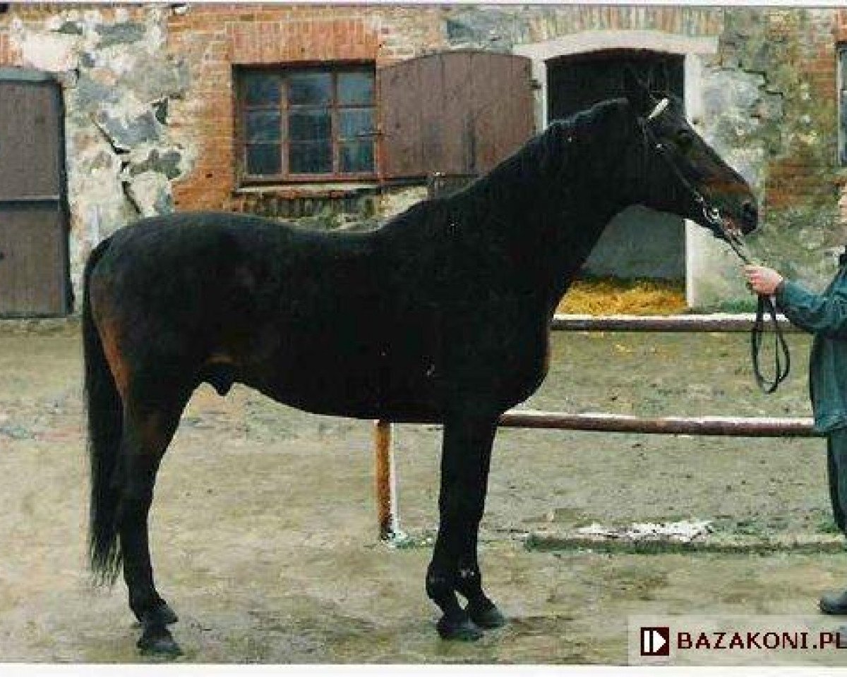 stallion Arion (Trakehner, 1980, from Poprad)
