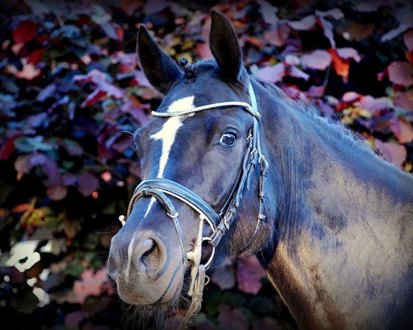 Springpferd Paradise Dream (Deutsches Reitpony, 2004, von Pole Position - Wengelo's Olaf)