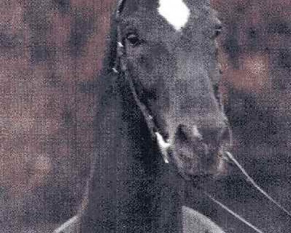 Deckhengst Remy Martin (Westfale, 1985, von Rex Fritz)