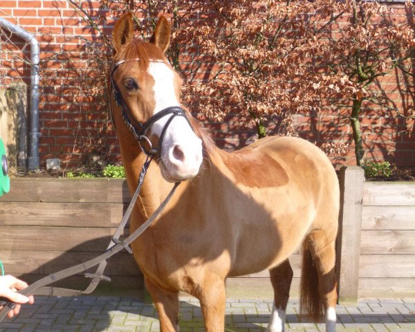 dressage horse Don Giovanni 93 (German Riding Pony, 2002, from Dornik B) dressage horse Don Giovanni 93 (German Riding Pony, 2002, from Dornik B)