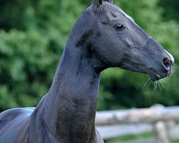 stallion Gadjikhan (Akhal-Teke, 2005, from 1020 Ajan 2) stallion Gadjikhan (Akhal-Teke, 2005, from 1020 Ajan 2)