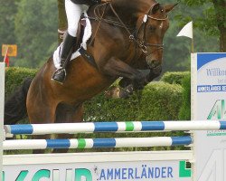 dressage horse Austin Power (Oldenburg, 2006, from Argentinus)