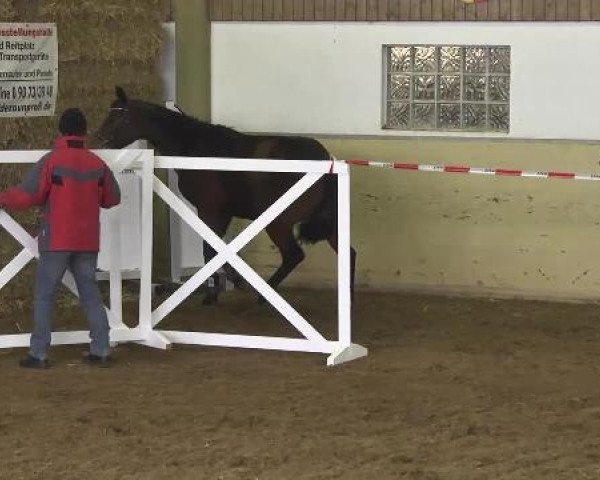 7. Zoltinger Freispring- und Freilaufchampionat am 24.02.2013
Freispringen 3-jährige
