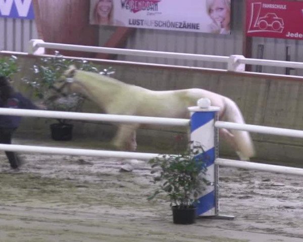 Video of Golden Jacket
