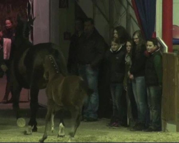Gemeinschaftshengstschau Vechta 15.02.2013: Hengststation Beckmann, Hengststation Pape und Gestüt Famos