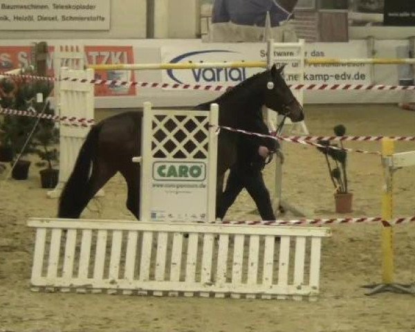 Video of Amore Mio