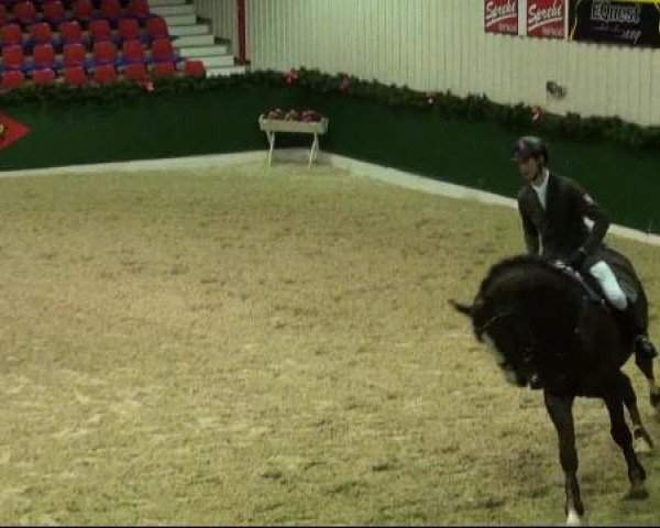 Gemeinschaftshengstschau Vechta 15.02.2013: Hengststation Beckmann, Hengststation Pape und Gestüt Famos