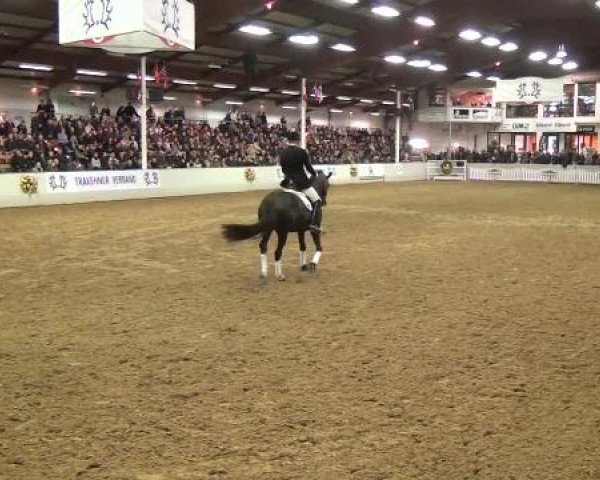 15. Trakehner Hengstschau 09.02.2013