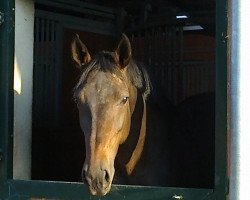 jumper Viviana 5 (Hanoverian, 2008, from Vesuv 35)