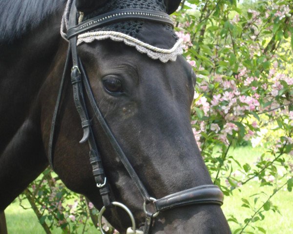 jumper Paloma 269 (German Sport Horse, 2005, from Pessoa VDL)