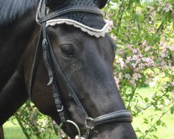 jumper Paloma 269 (German Sport Horse, 2005, from Pessoa VDL)