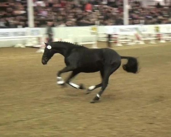 15. Trakehner Hengstschau 09.02.2013