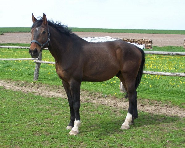 horse Dream Affair (Rhinelander, 1997, from Dream of Heidelberg I)