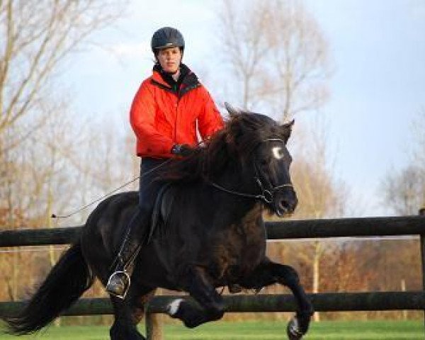 Semental Stjorn fra Wetsinghe (Caballo islandés, 2003, de Svartur vom Hochwald) Semental Stjorn fra Wetsinghe (Caballo islandés, 2003, de Svartur vom Hochwald)
