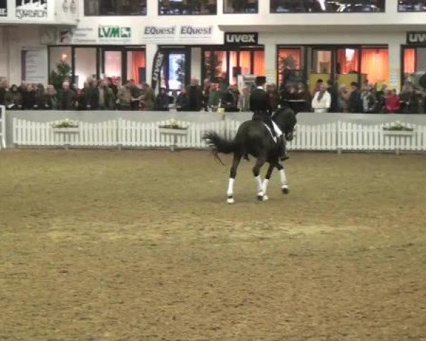 15. Trakehner Hengstschau 09.02.2013