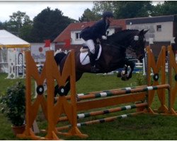 broodmare Elyna 3 (Hanoverian, 2006, from Escudo I)