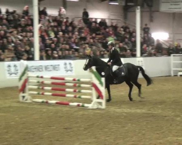 15. Trakehner Hengstschau 09.02.2013
