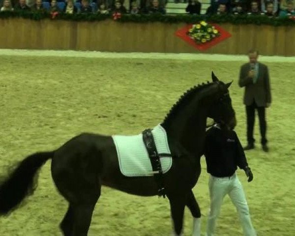 Hengstschau Sosath 2013
Samstag, den 09.02.2013
Hengstschau Sosath 2013 in Vechta
