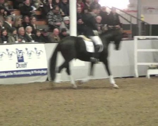 15. Trakehner Hengstschau 09.02.2013