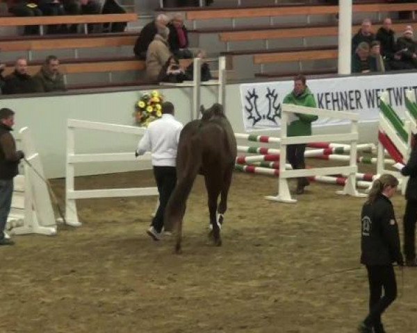 Trakehner Hengstkörung 2013
Samstag, den 09.02.2013
15.Trakehner Hengstkörung in Handorf
Freilaufen 
