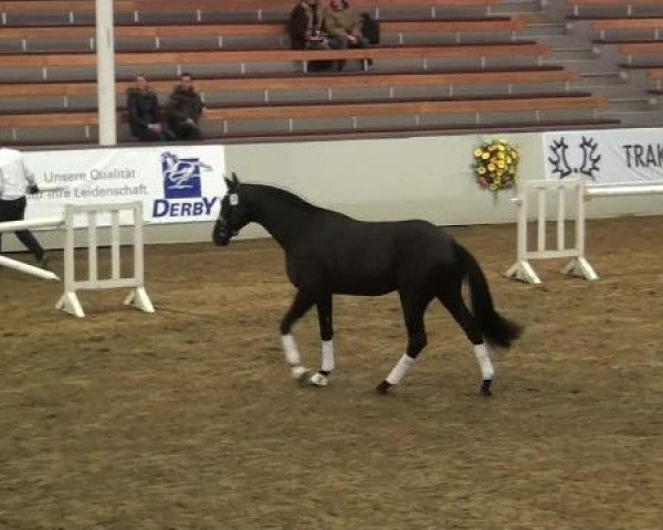 Trakehner Hengstkörung 2013
Samstag, den 09.02.2013
15.Trakehner Hengstkörung in Handorf
Freilaufen 
