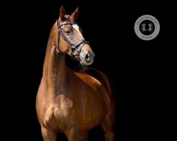 broodmare Arosa 62 (Trakehner, 2012, from Kentucky)