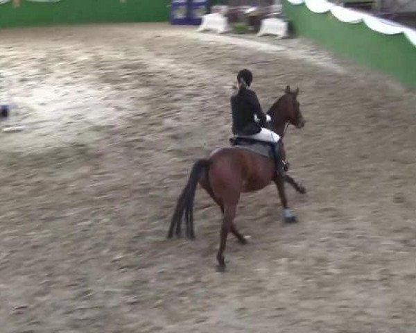Keppeln 2013
Keppeln-Reitanlage Hötzenhof
Sonntag, den 03.02.2013
27. Springprüfung Kl.A*
