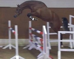 jumper Callico B (Holsteiner, 2011, from Cachas)