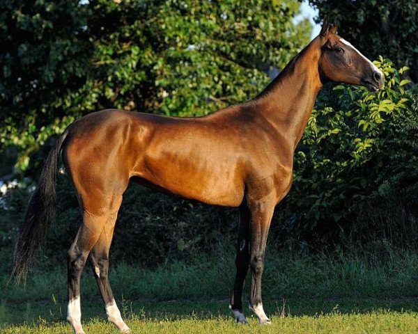 Pferd Sagaya (Achal Tekkiner, 2010, von Gench)