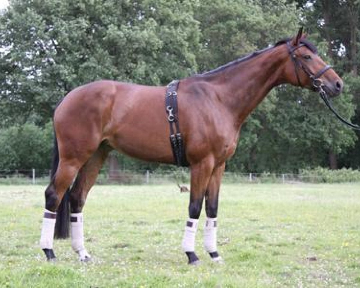 broodmare Henriettenhof's Lilly (Oldenburg, 2004, from Sunny-Boy)
