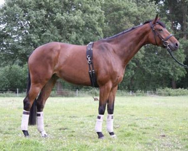 broodmare Henriettenhof's Lilly (Oldenburg, 2004, from Sunny-Boy)