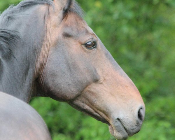 Springpferd Crescendo 39 (Sachse, 2002, von Tannenhof's Chopin)