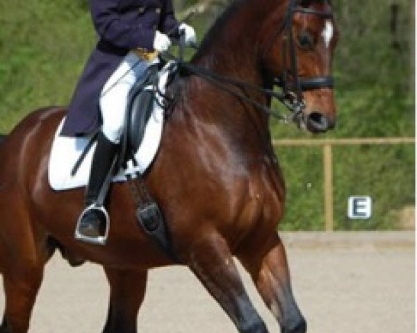 horse Leonidas (Brandenburg, 1994, from Lesotho)