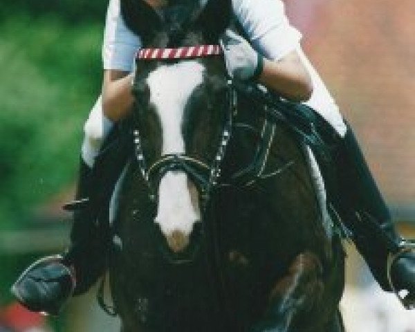 horse Andreotti 3 (Welsh Partbred, 1991, from Peppi B 67)