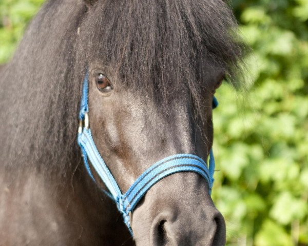 broodmare Estana (Shetland Pony, 2001, from Milan van de Geest)
