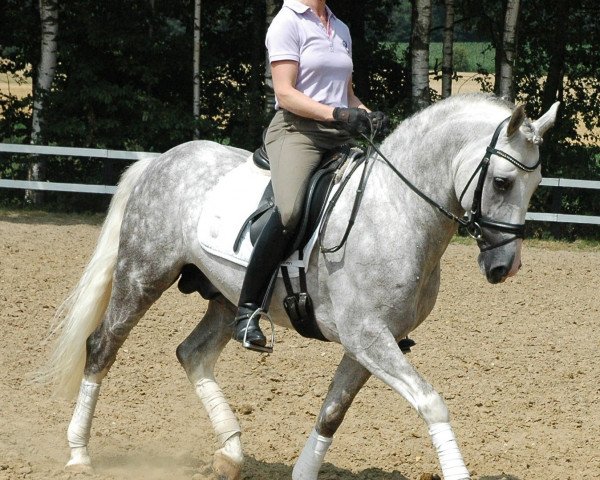 dressage horse Headhunter 2 (German Riding Pony, 2007, from Halifax) dressage horse Headhunter 2 (German Riding Pony, 2007, from Halifax)
