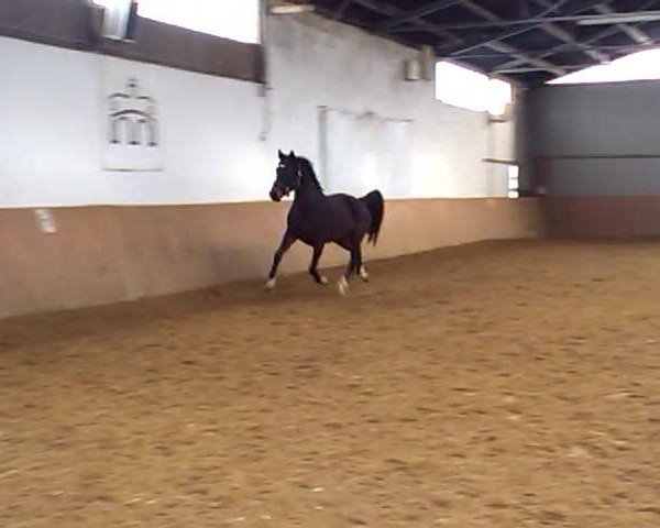 Video of Fidertime