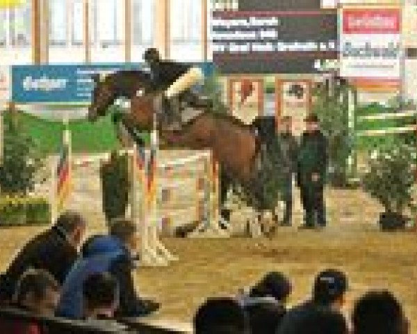 jumper Amadeus (KWPN (Royal Dutch Sporthorse), 2005, from Chin Chin)