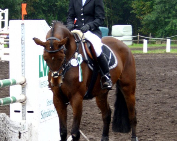 dressage horse Felitano (Hanoverian, 2002, from Fly High) dressage horse Felitano (Hanoverian, 2002, from Fly High)
