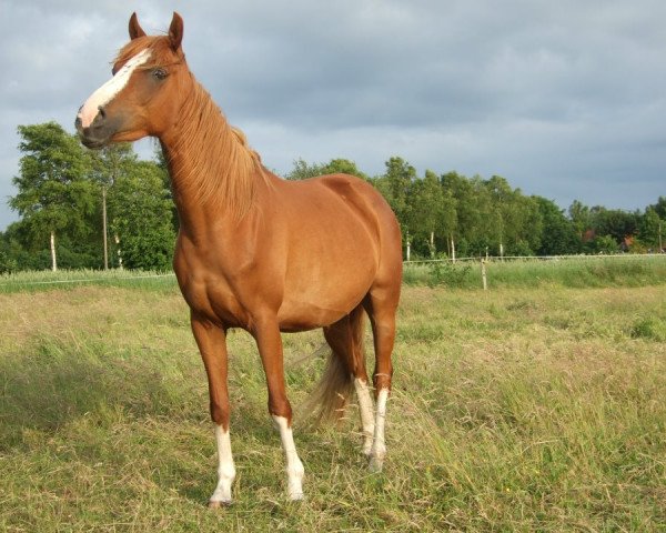 horse Nanette-Novalie (German Riding Pony, 2008, from Matchello)