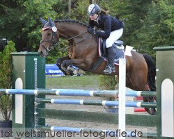 Springpferd Andre - U (Zangersheide Reitpferd, 2006, von Antony-U)
