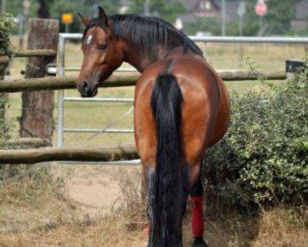 broodmare Taiga 298 (German Riding Pony, 2006, from Llanarth Mostyn Triton)